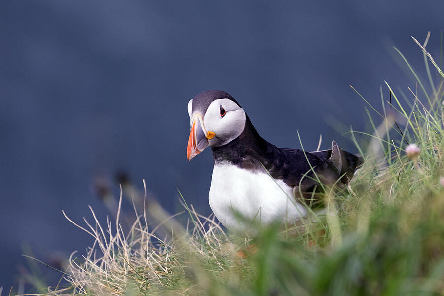 Puffins - Aberdeenshire - Scotland Photograph by Joana Kruse Puffins - Aberdeenshire - Scotland Photograph by Joana Kruse