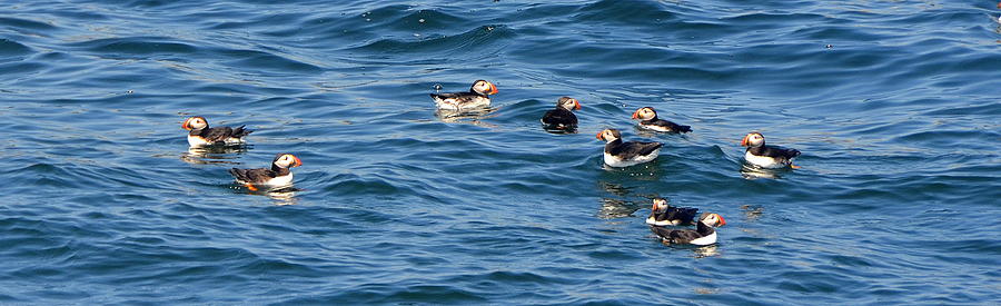 Puffins Afloat Photograph by Carla Parris