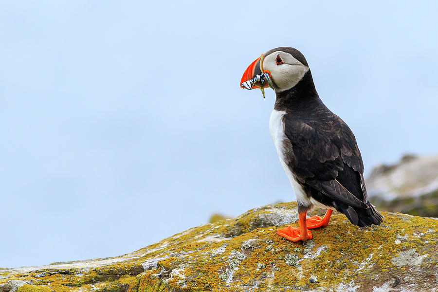 Puffins -- Fratercula arctica - 1 Photograph by Chris Smith