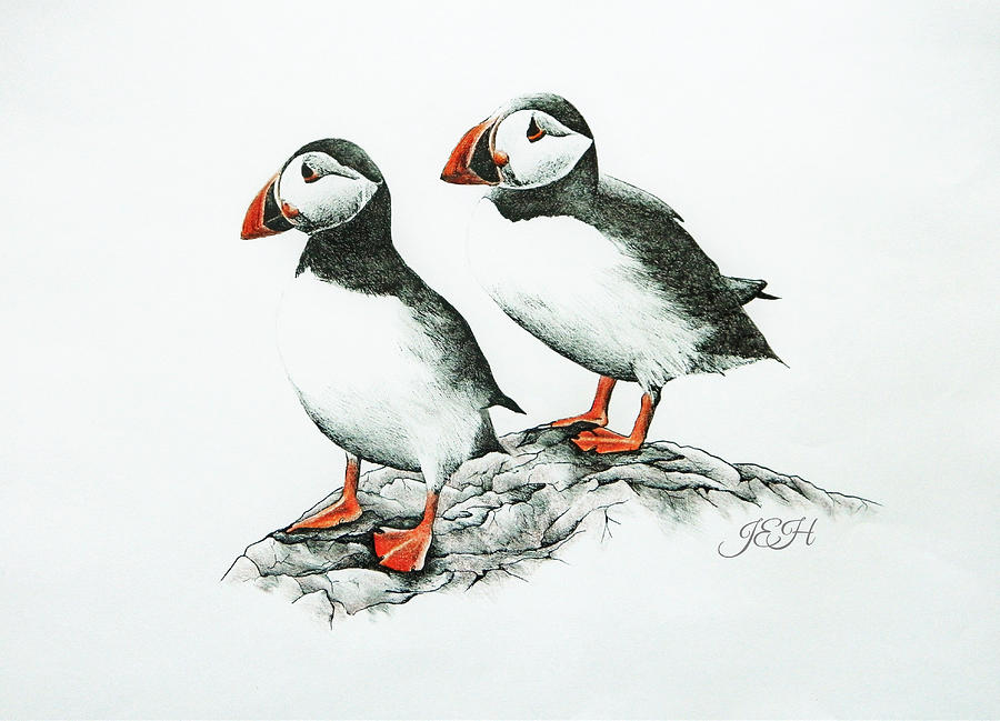 Puffins Drawing by Judy Imeson