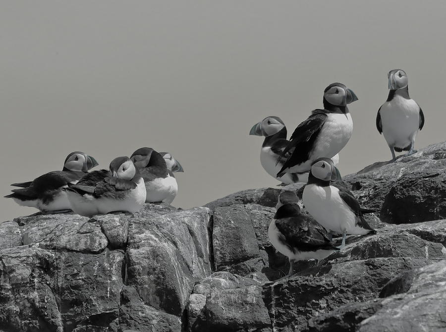 Puffins Monochrome Photograph by Jeff Townsend