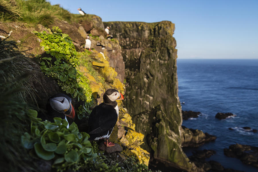 Puffins on rocky cliffs over seascape Photograph by Jeremy Woodhouse
