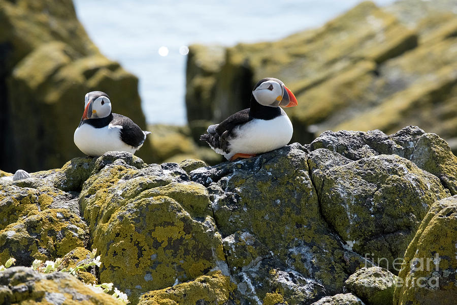 Puffins On The Rocks Photograph by Milena Boeva