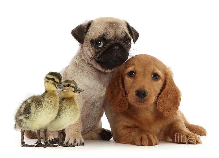 Pug and Dachshund puppies with Ducklings Photograph by Warren Photographic