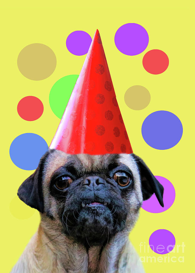 Pug Birthday with Fun Party Hat Photograph by Stephanie Laird