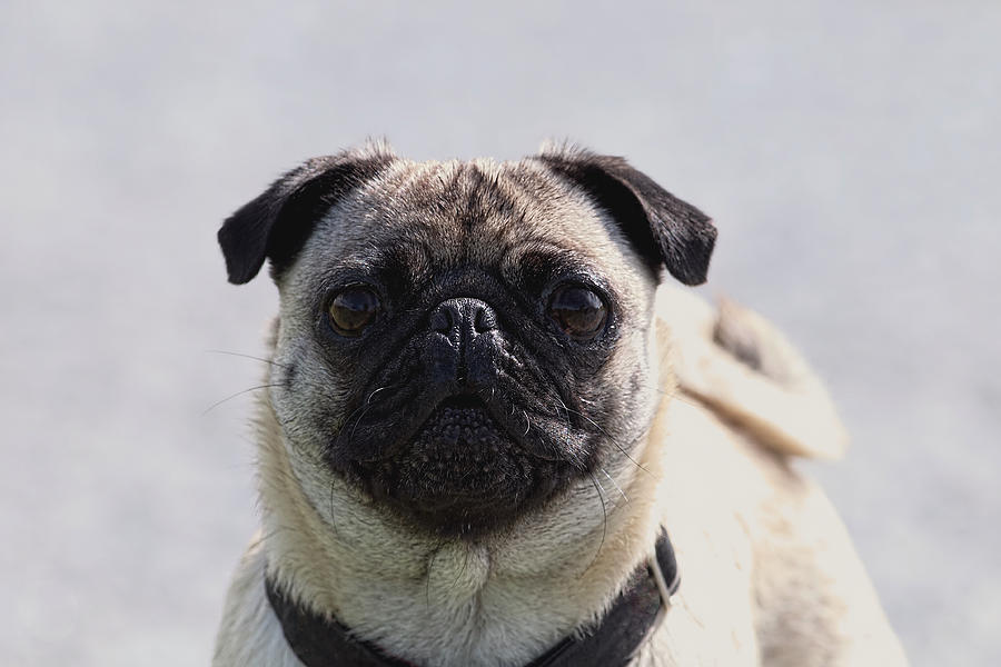 Pug Closeup Photograph by Sharon Talson - Fine Art America