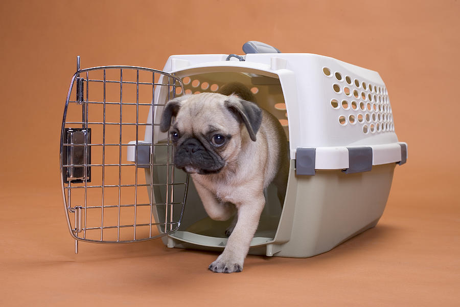 Pug dog leaving a plastic crate Photograph by MarkCoffeyPhoto