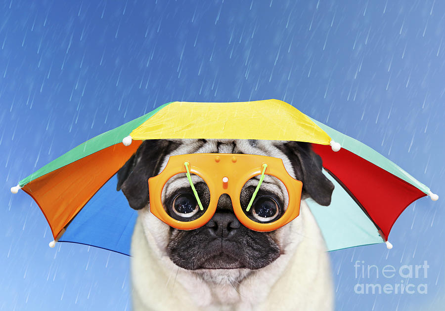 Close Up Pug Umbrella