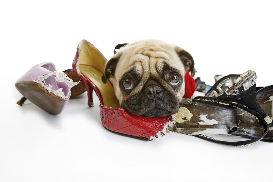 Pug Looks Sad after Chewing on Dress Shoes Photograph by TerryJ