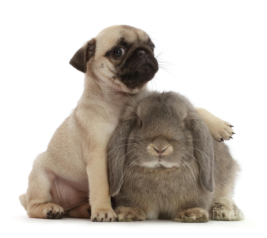Pug Loving Some Bunny Photograph by Warren Photographic