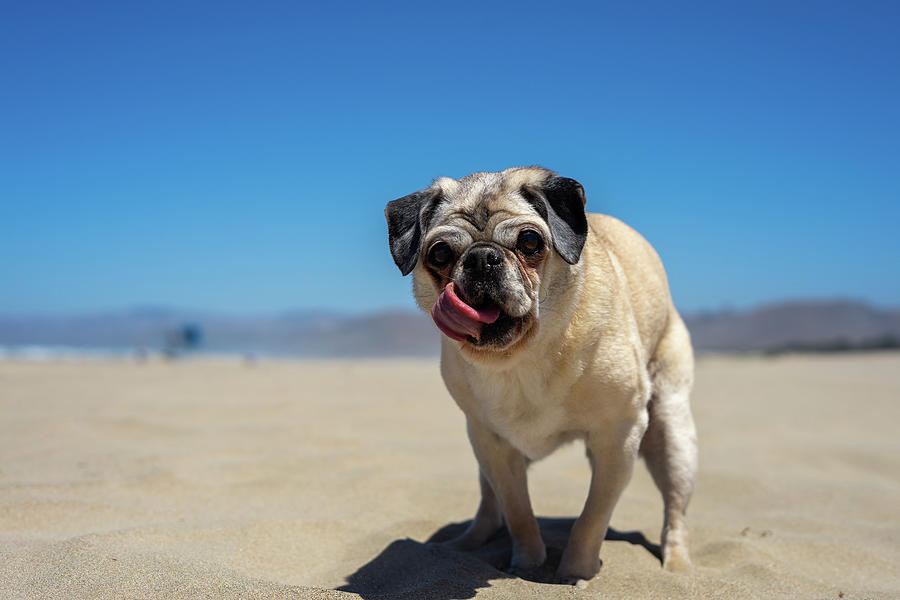 Pug on the Beach Photograph by Tina Horne