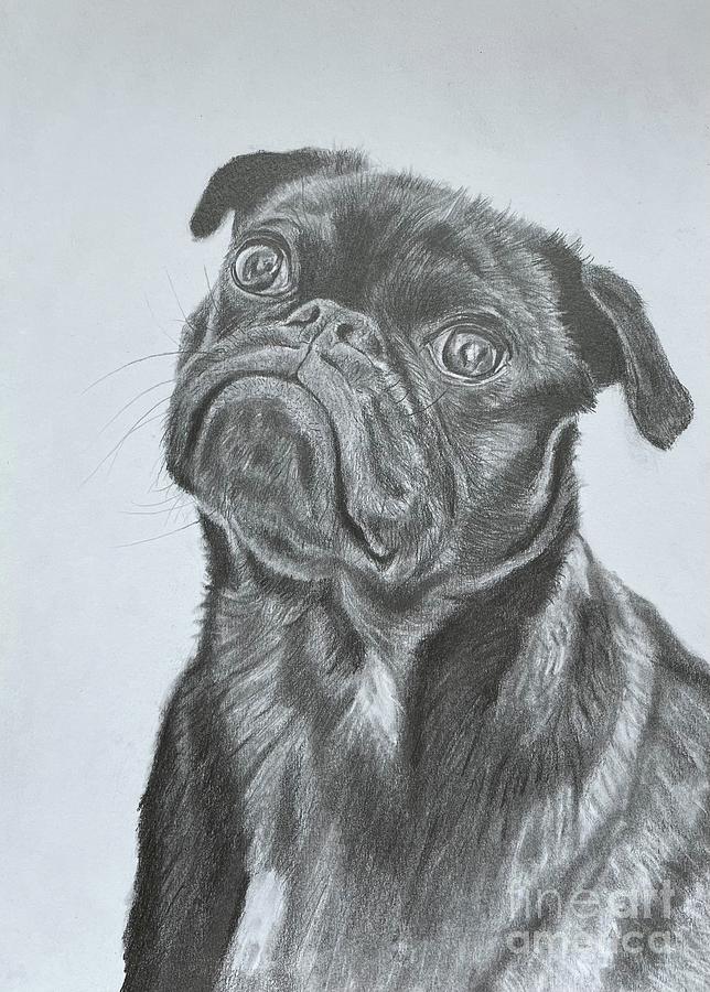 Pug portrait Drawing by Natand Art - Fine Art America