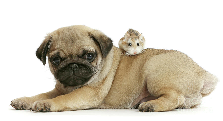 Pug puppy and Roborovski Hamster Photograph by Warren Photographic