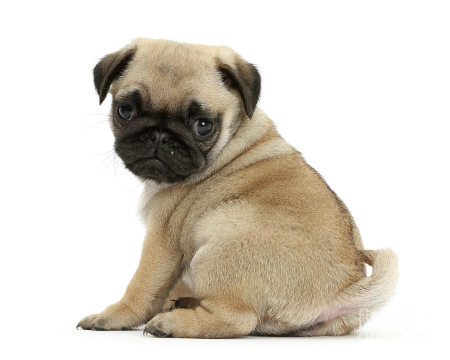 Pug puppy looking over shoulder Photograph by Warren Photographic