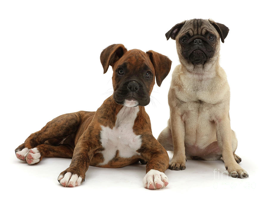Pug puppy sitting with Boxer puppy Photograph by Warren Photographic