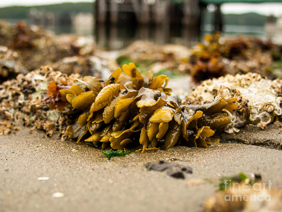 Beach Photograph - Puget Sound Rockweed  by Chris Cliff