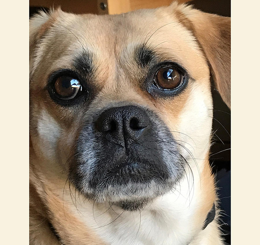 Puggle Dog Photograph by Christy Garavetto