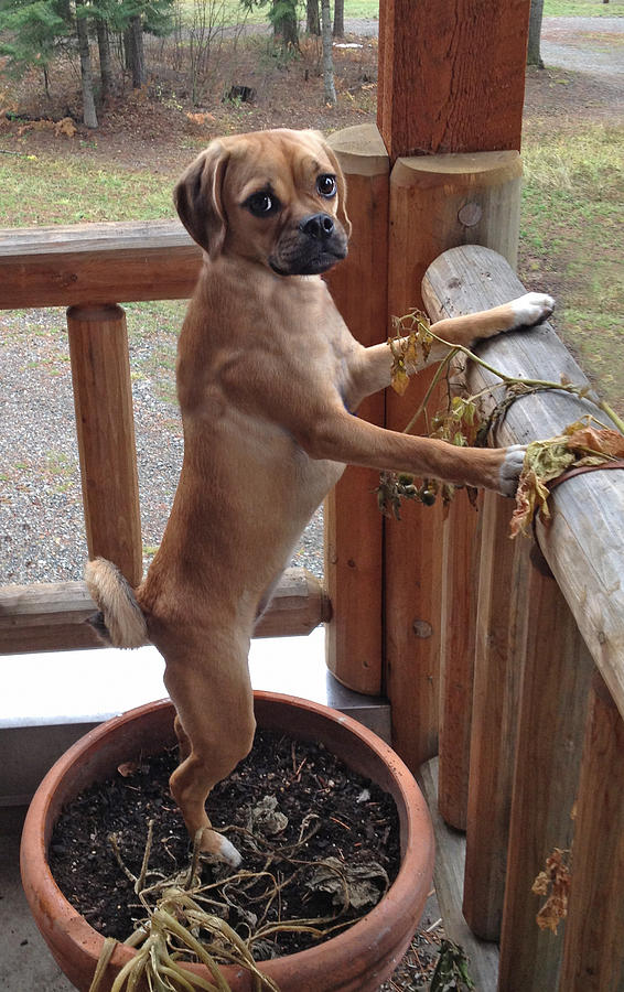 Puggle on squirrel patrol Photograph by PhotoviewPlus