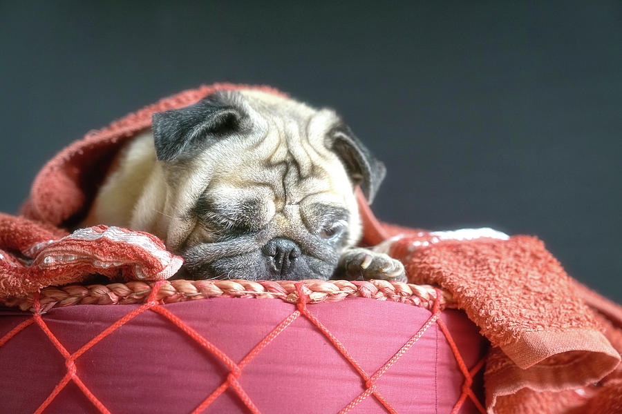 Puggy dreams Photograph by Sinsee Ho