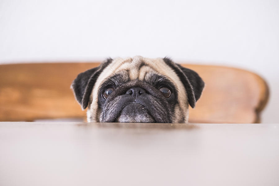 Pugs head leaning on tabletop Photograph by Westend61 Pugs head leaning on tabletop Photograph by Westend61