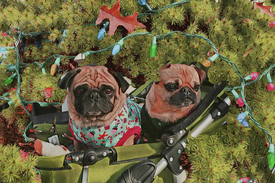 Pugs in Kennesaw Christmas Parade Photograph by Dennis Baswell Fine