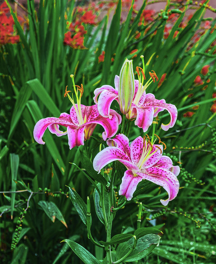 Pulcher Is Latin For Beautiful. In Greek Mythology, Lily is Associated ...