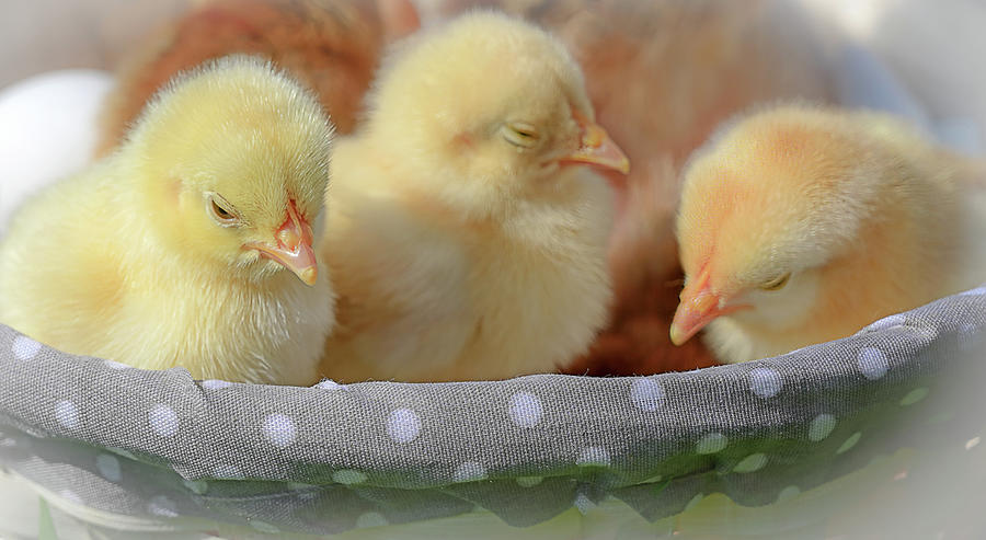 Baby Chicks Photograph by Loredana Gallo Migliorini
