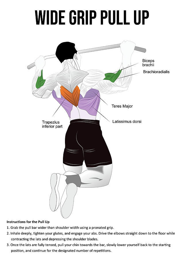 Pull-Up - Exercise - Muscle Anatomy Chart Digital Art by Matthew Chan ...