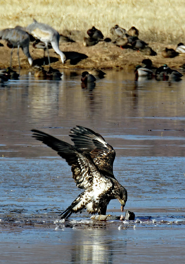 Pulling Apart Photograph by Jennifer Robin - Fine Art America