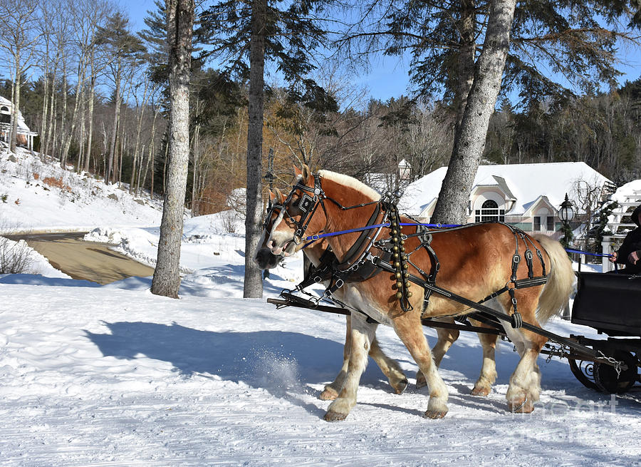 Pulling Pair of Chestnut Percheron Horses in the Winter Photograph by ...