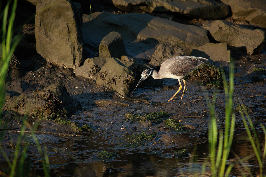 Heron Photograph - Pulling Worms by Karol Livote