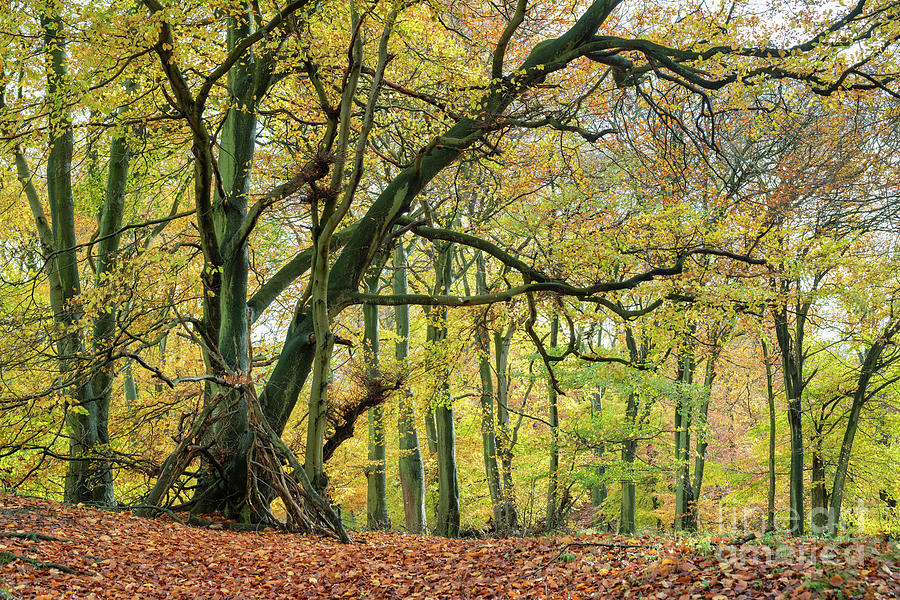 Pulpit Woods Beech Trees in the Autumn Photograph by Tim Gainey