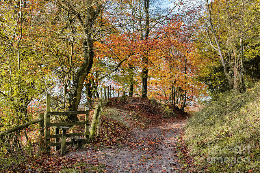Pulpit Woods in Autumn Photograph by Tim Gainey