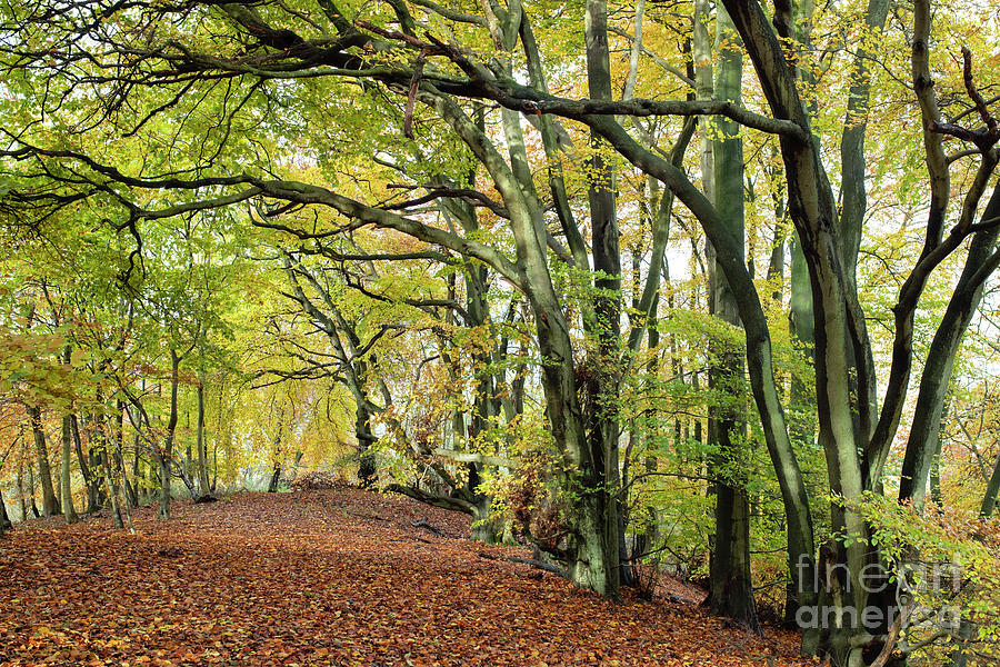 Pulpit Woods in the Autumn Photograph by Tim Gainey