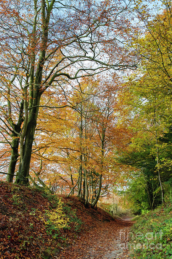 Pulpit Woods Trail in Autumn Photograph by Tim Gainey