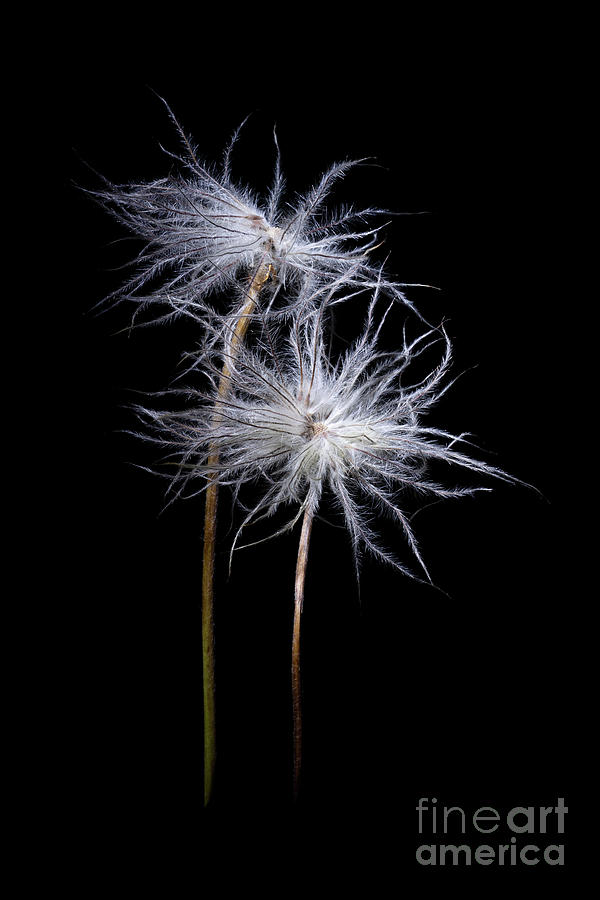 Pasque Flower Photograph - Pulsatilla Vulgaris Seedhead by Ann Garrett