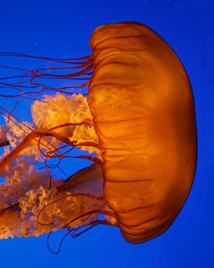 Pulsing Sideways - Sea Nettle Photograph by KJ Swan - Pixels