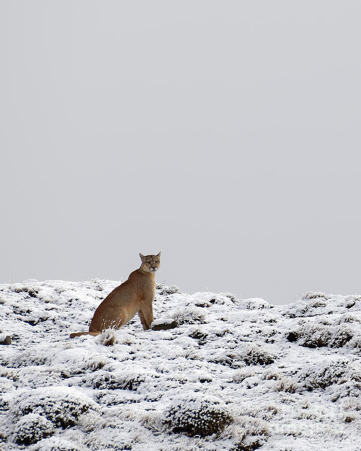 Puma and Snow in Torres del Paine National Park Photograph by Tom Schwabel