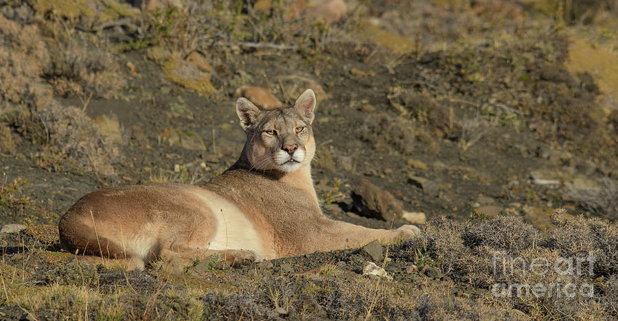 Puma Basking in the Sun Photograph by Patrick Nowotny