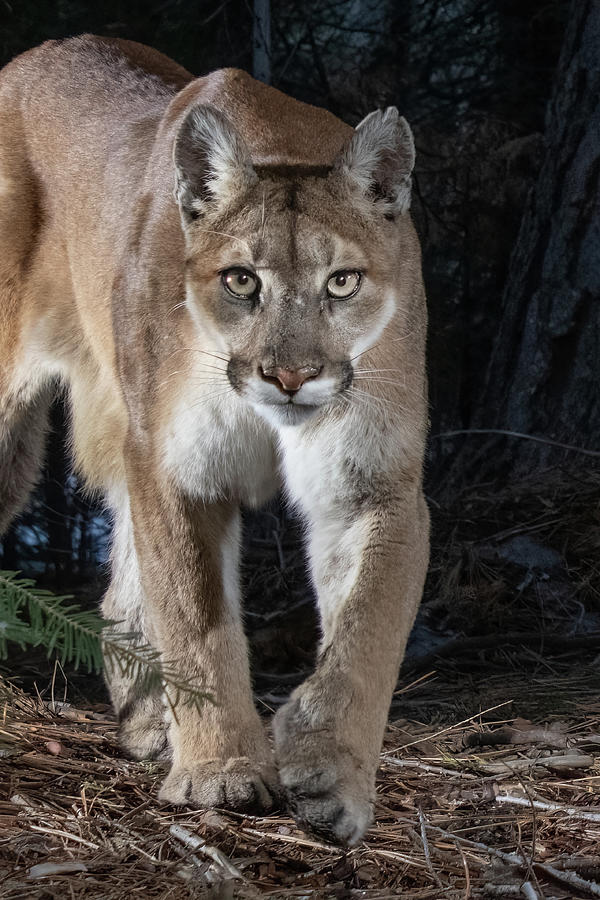 Puma Concolor Photograph by Randy Robbins