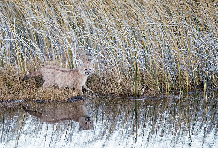 Puma Cub Reflection Photograph by Max Waugh