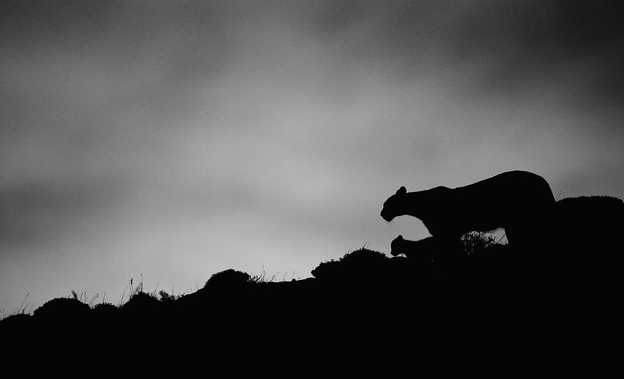 Puma Family Silhouette Photograph by Max Waugh