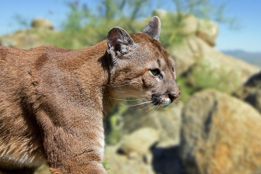 Puma in the Sonoran Desert Photograph by Arterra Picture Library