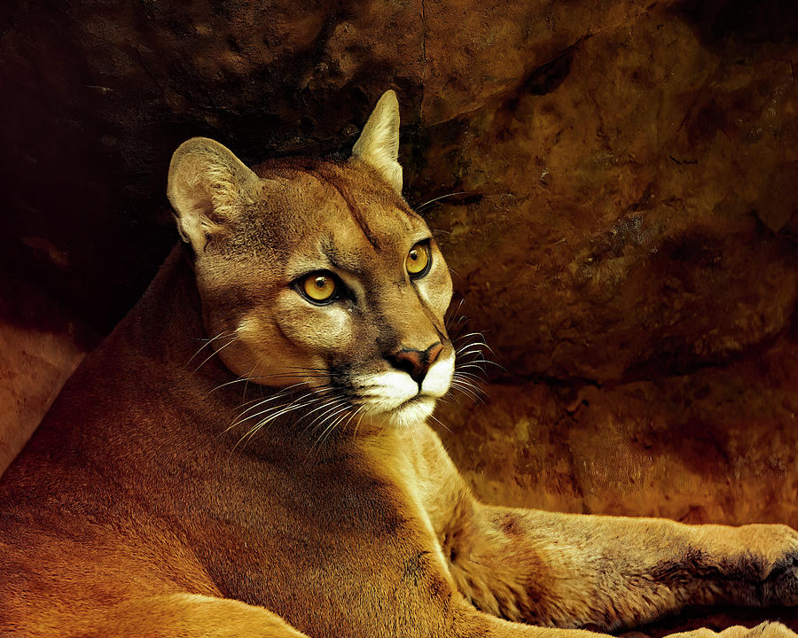 Puma Portrait Photograph by Lowell Monke