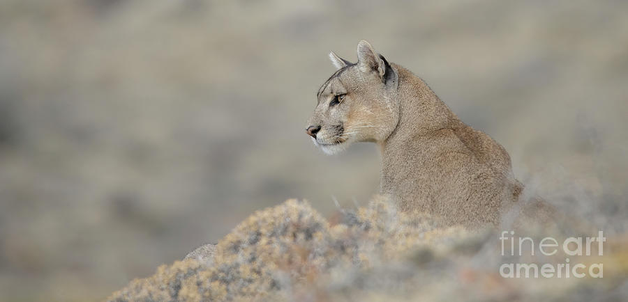 Puma Portrait Photograph by Patrick Nowotny