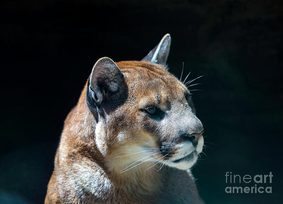 Puma Portrait Photograph by Shirley Dutchkowski Puma Portrait Photograph by Shirley Dutchkowski