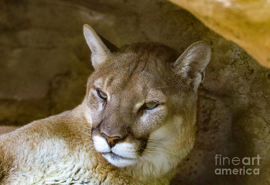 Puma Photograph by Shirley Dutchkowski
