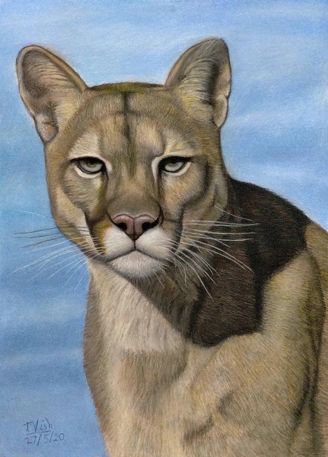 Wildlife Pastel - Puma - the beautiful cat by Vishvesh Tadsare