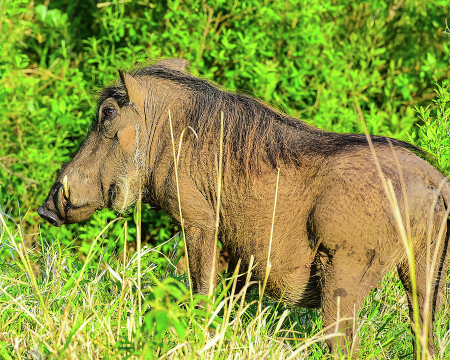 Pumba Photograph by Clyn Robinson - Fine Art America