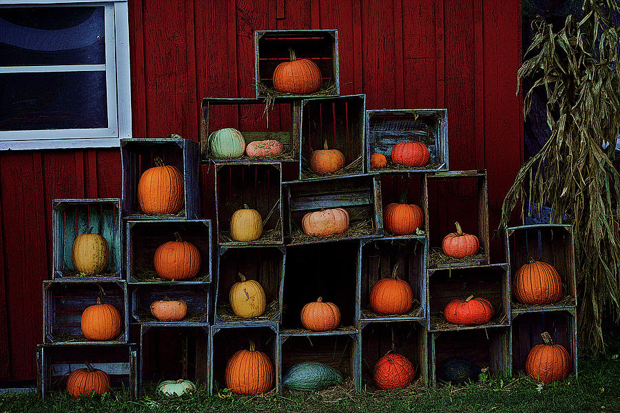 Pumkins In Crates Photograph